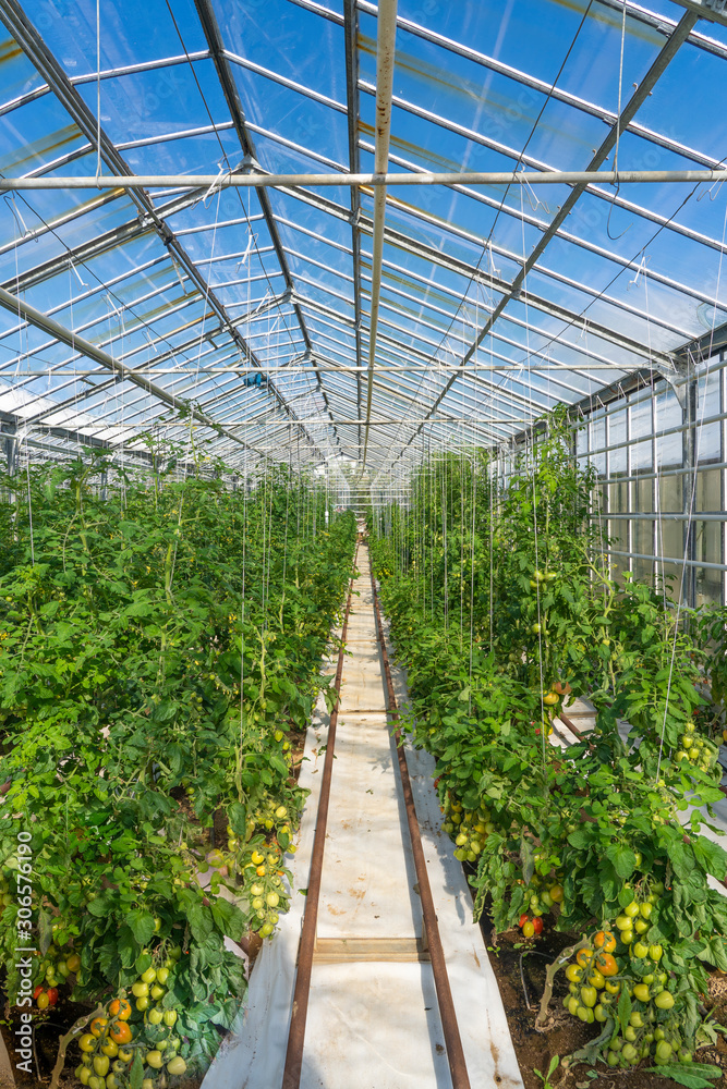 tomatoes growing in a green house, heated by geothermal energy