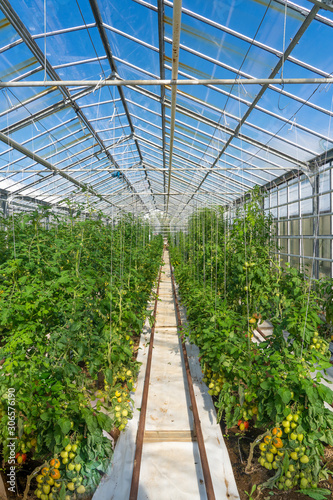 tomatoes growing in a green house, heated by geothermal energy