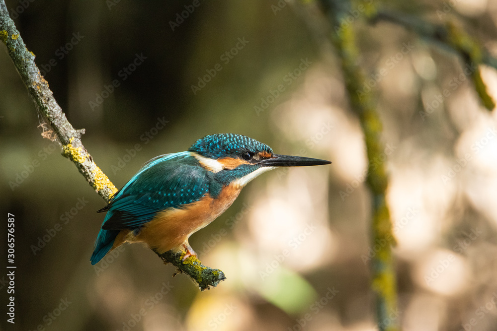 Fototapeta premium The Kingfisher sits on a small branch. Large beak and sharp beak. A life-size portrait of a bird.