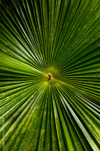 Radial palm tree leaves bac...