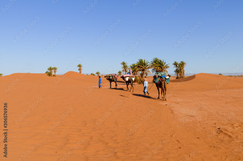 Camel caravan in the Sahara / Camel caravan with palm trees and sand dunes in the Sahara, Morocco, Africa. Camel caravan in the Sahara / Camel caravan with palm trees and sand dunes in the Sahara, Morocco, Africa.