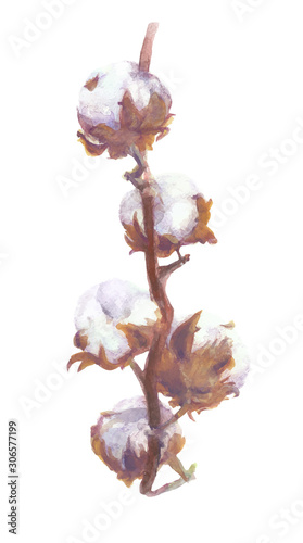 Cotton Bolls Vector Watercolor Branch and Wreath Painting. Handdrawn Botanical Set