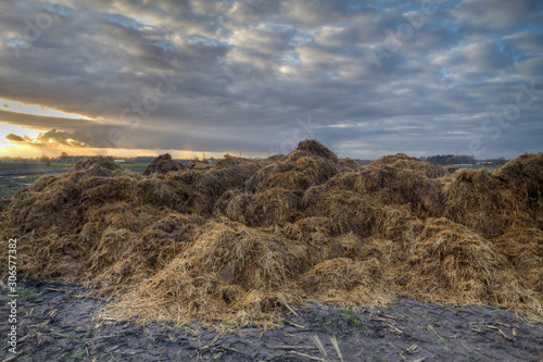 Heap of horse manure on a field at sunset 