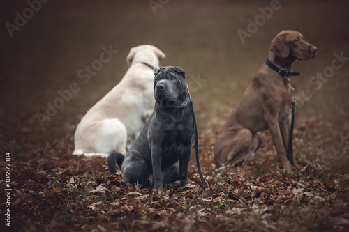 Photography Group of dogs at the obedience training class.