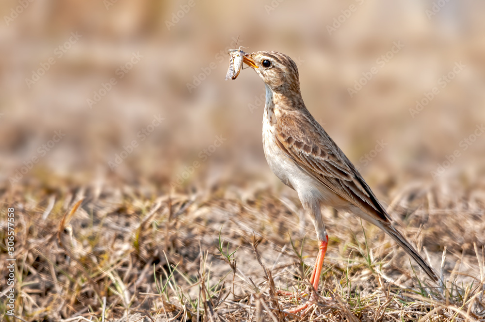 Paddyfield pipit with a grasshopper catch in dry grass Paddyfield pipit with a grasshopper catch in dry grass