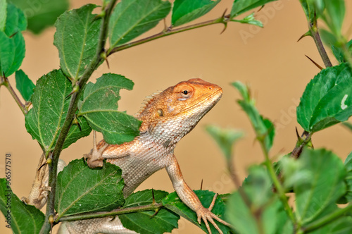 Oriental garden lizard climbibg on a tree