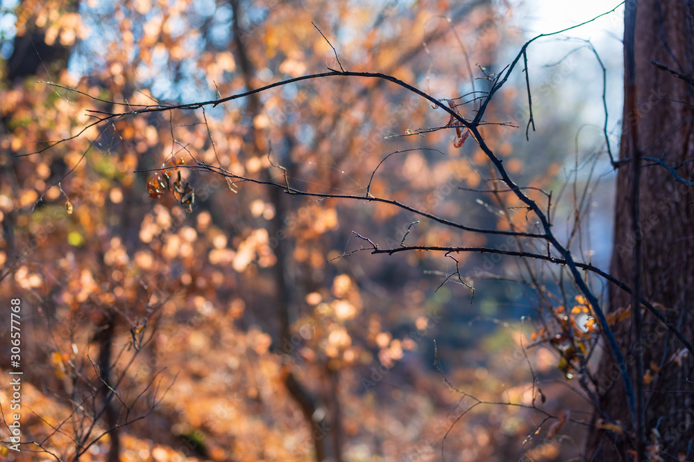 Obraz premium Park trees in autumn colors at sunset, Armenia