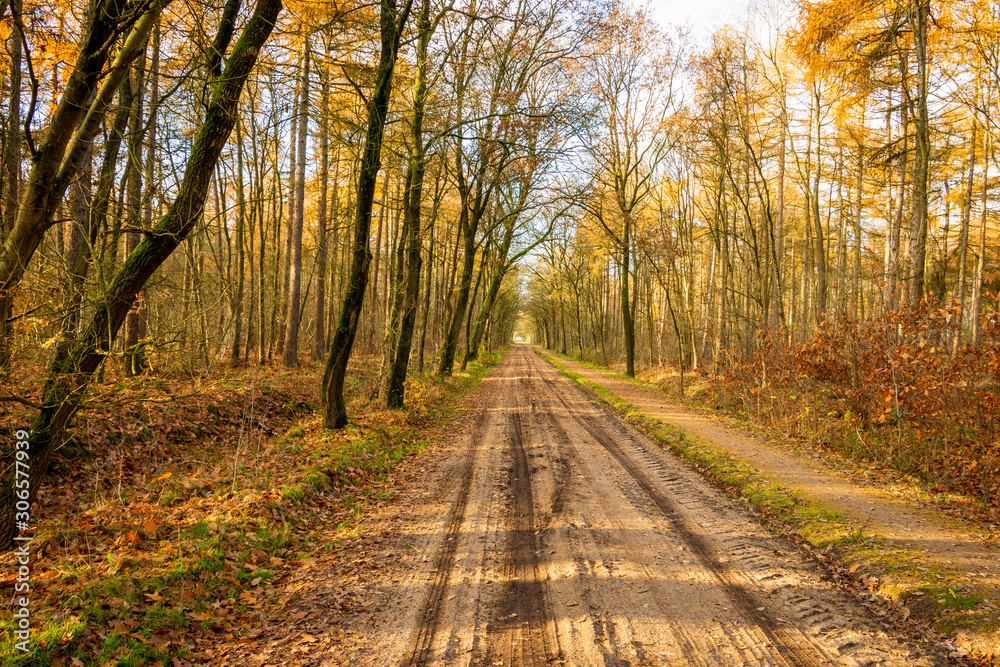 Obraz premium Sandy road trough the woods in autumn time, province Drenthe the Netherlands near the village Steenbergen