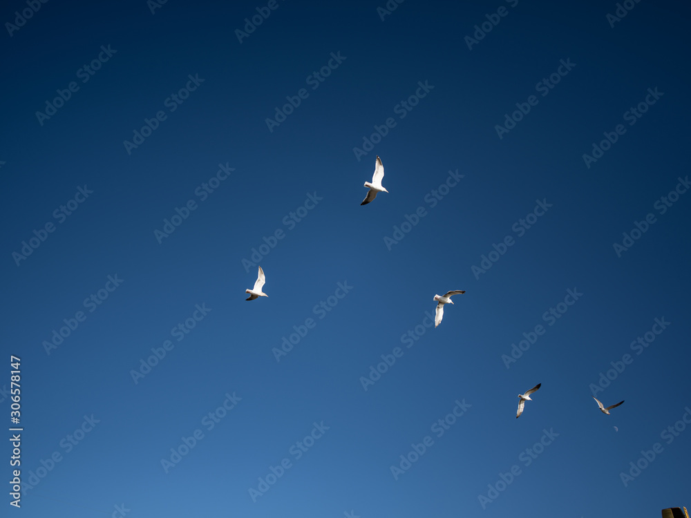 Seagulls flying at Bodega Bay