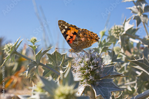 Distelfalter am Strand von Kreta auf eine Stranddistel.