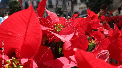 A close-up red flower and a picture of the building behind