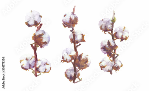Cotton Bolls Vector Watercolor Branch and Wreath Painting. Handdrawn Botanical Set