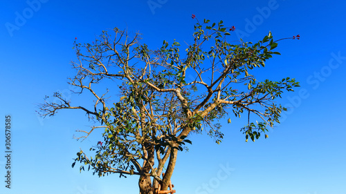 The dry tree in the middle and the beautiful sky view.