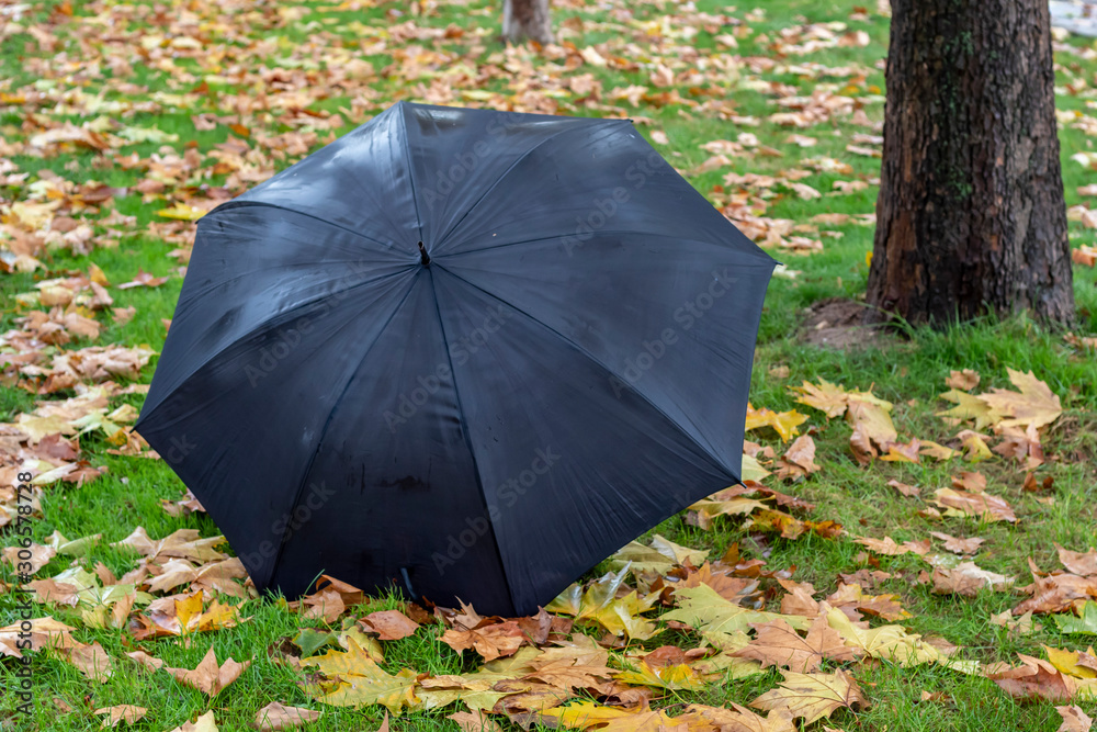 Black Umbrella on Rainy Day Background of Yellow Autumn Foliage