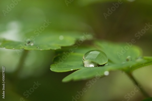 Wassertropfen auf den grünen Blättern eines Frauenmantels bei Regen, Alchemilla