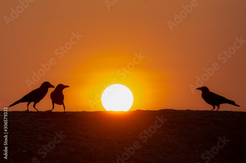 Fototapeta Naklejka Na Ścianę i Meble -  silhouette of three crows in the sunset