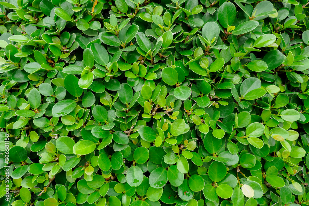 Green Box Hedge leaves wall textured