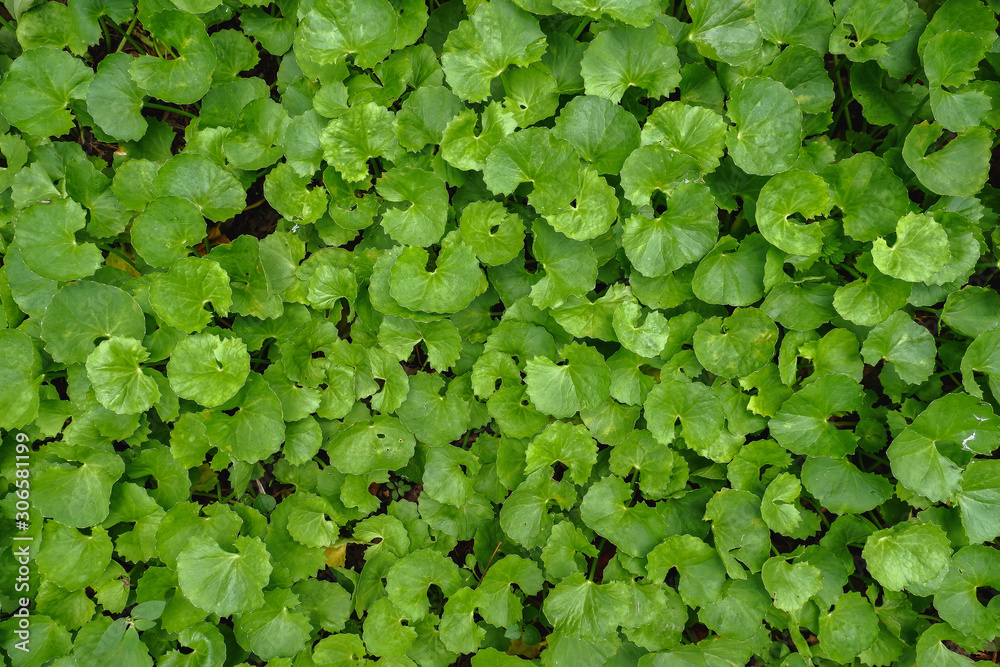 Top view (Flat lay) of Gotu kola(Centella asiatica) green leaves textured Top view (Flat lay) of Gotu kola(Centella asiatica) green leaves textured