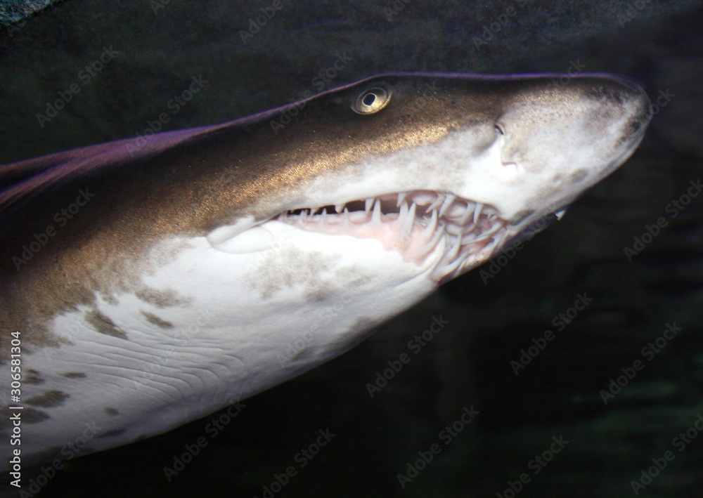 Naklejka premium Food in Southern California