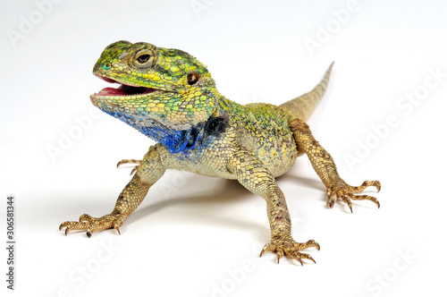 black-necked agama (Acanthocercus atricollis) - Blaukehlagame photo