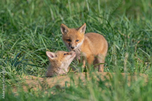 A tender moment between sibling Red Fox Kits.