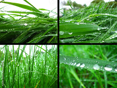 krople deszczu na trawie