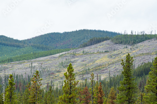 Forestry