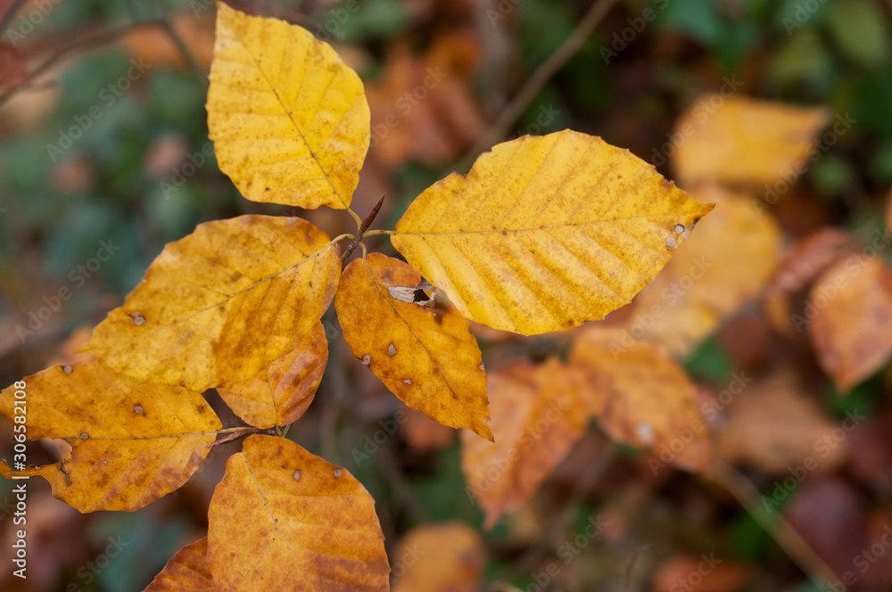 Closeup of automnal beech leaves in the forest Closeup of automnal beech leaves in the forest