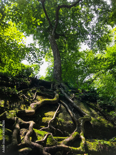 Plakat tree with long roots on rock