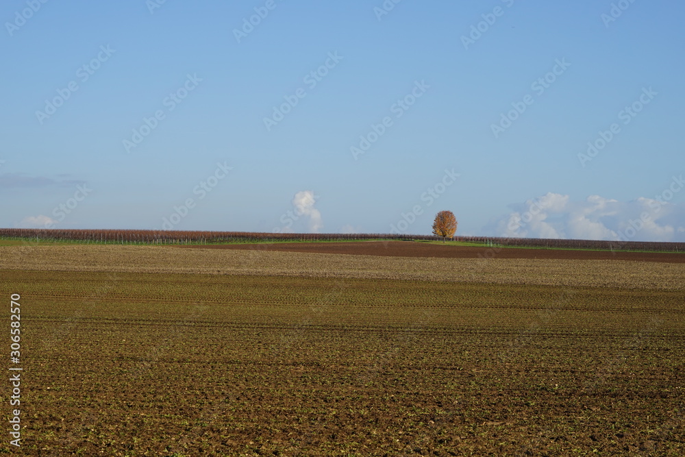Sonniger Panoramablick über ein freies Feld auf einen einzelnen Baum am Horizont