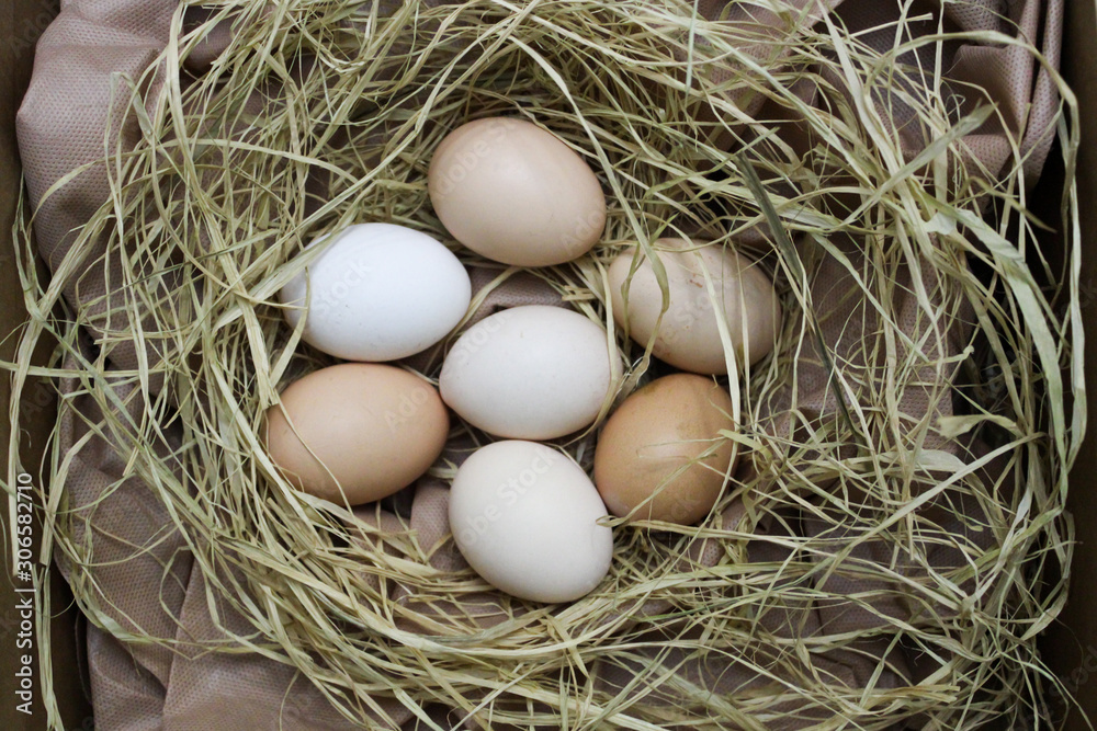 Chicken eggs in nest yellow and white eggs. Chicken eggs in nest yellow and white eggs.
