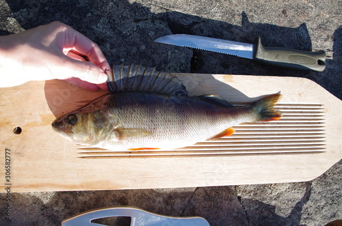 Fresh river fish - perch on a cutting board lokated on a stone outsidee. Hand holding it's fin. Knife ready to clean the fish. photo