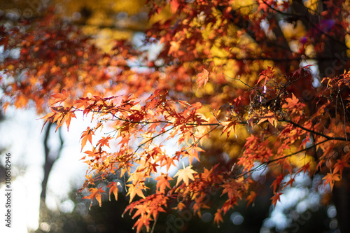 orange autumn leaves in japan tokyo park sunshine