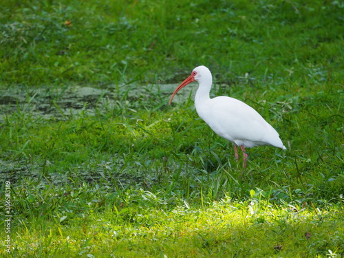 Isolated White Stork