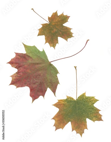 red and green leaves of maple tree at autumn
