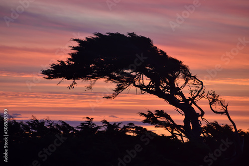 A sunset sky with a silhouette of a Monterey Cypress tree, photo