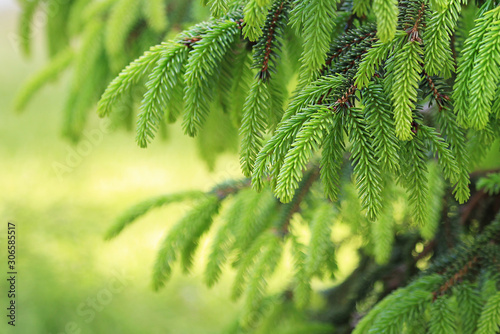 Beautiful spruce fir branch  blurred background