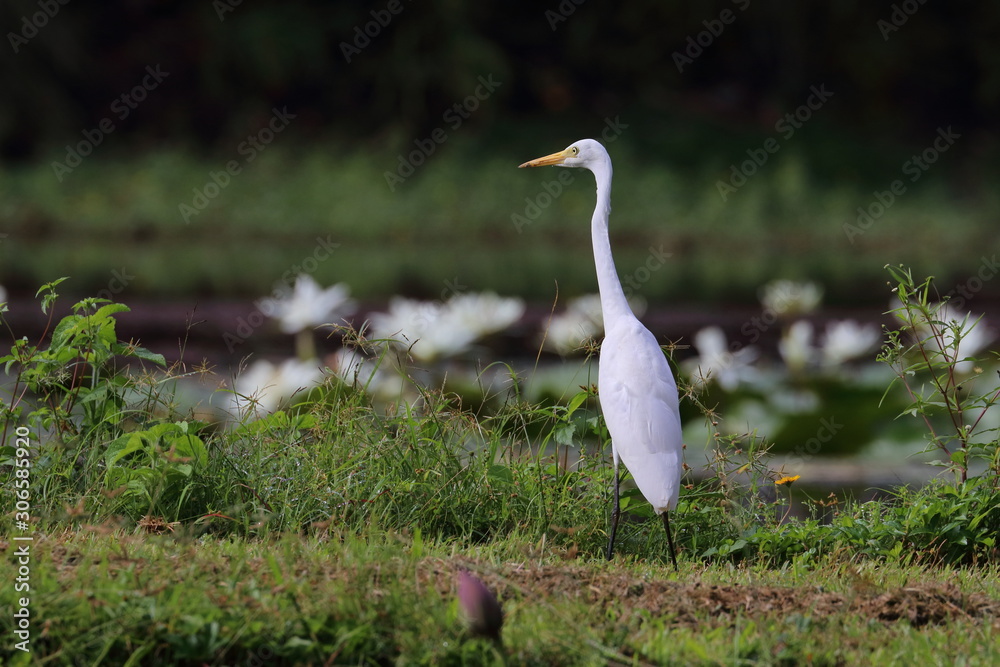 Obraz premium great white egret