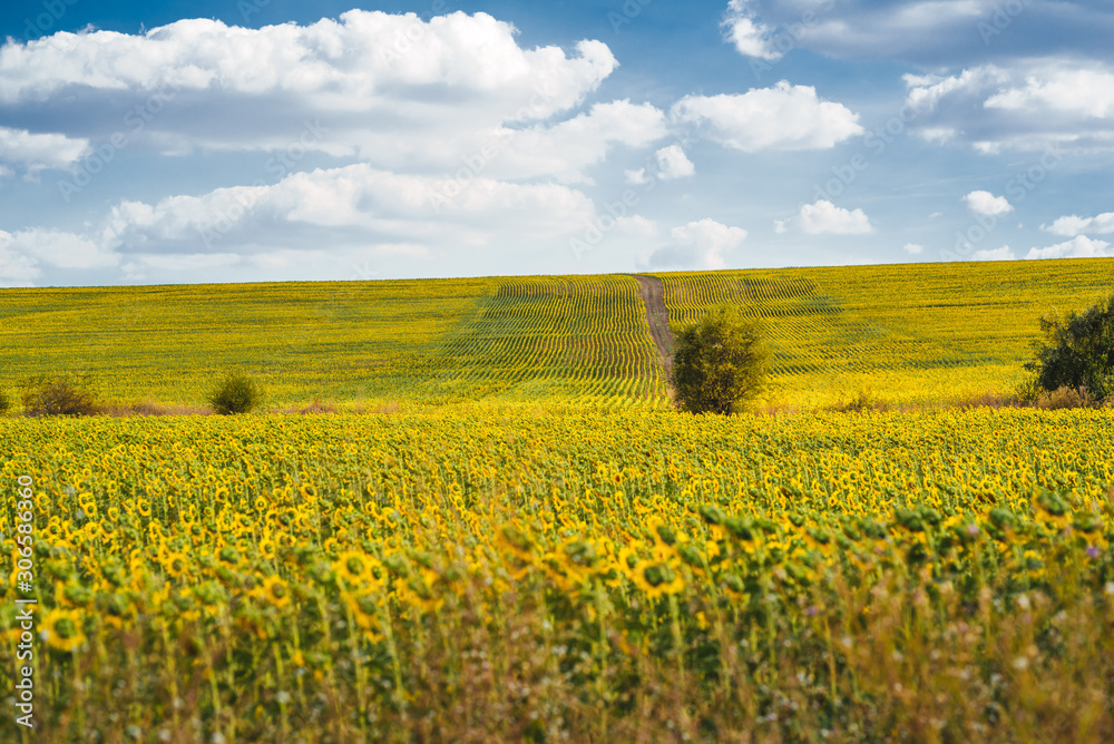 Fototapeta premium Beautiful sunflower field with blooming sunflowers