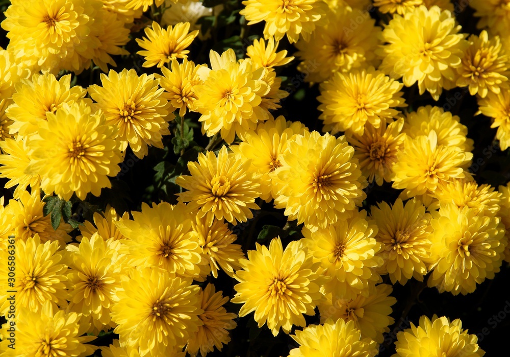 pretty yellow flowers of chrysanthemum potted plant close up pretty yellow flowers of chrysanthemum potted plant close up