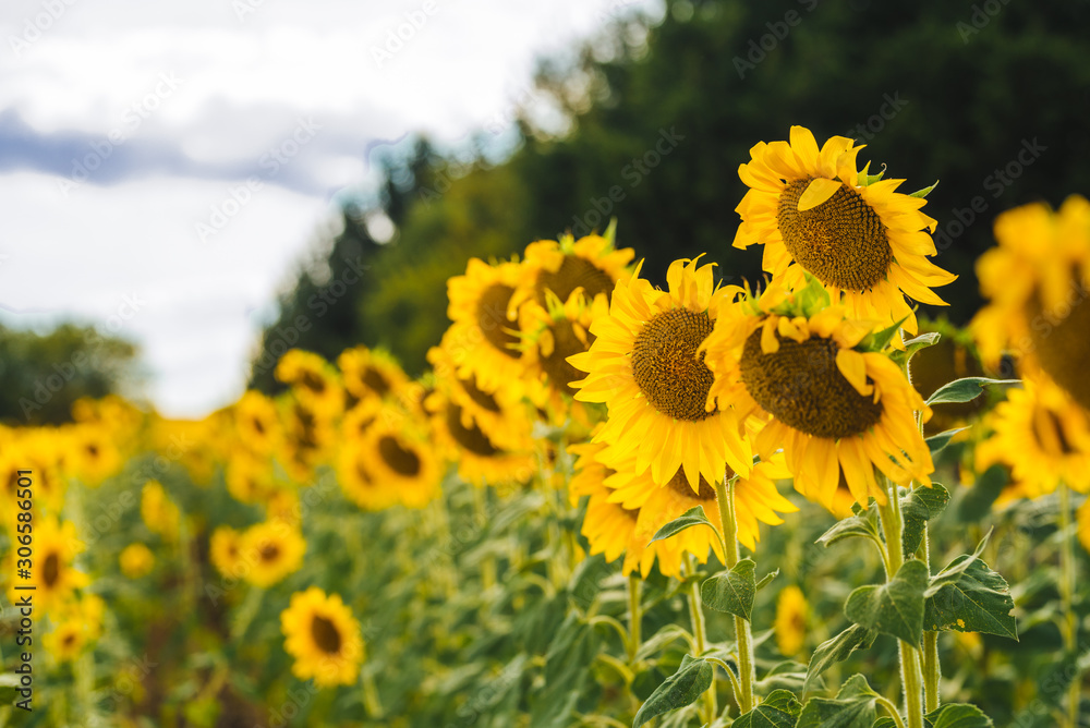 Obraz premium Beautiful sunflower field with blooming sunflowers