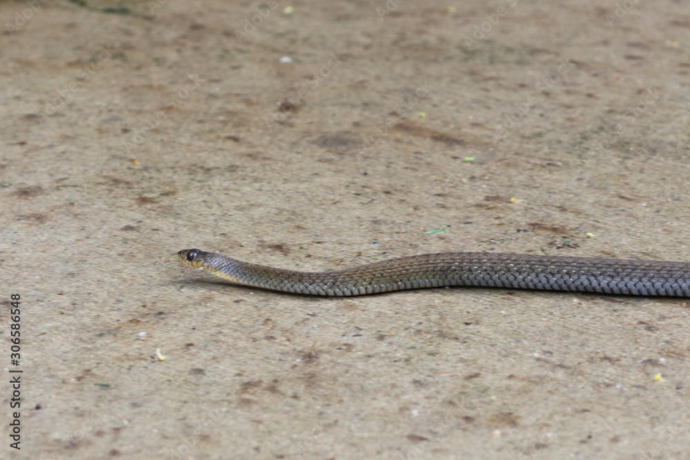 snake snake