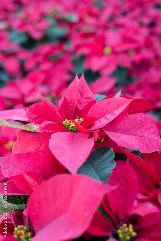 flower christmas poinsettia houseplant (Euphorbia pulcherrima) flower christmas poinsettia houseplant (Euphorbia pulcherrima)