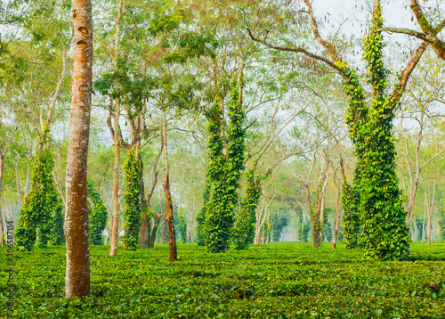 Trees covered with lianas and epiphytes.