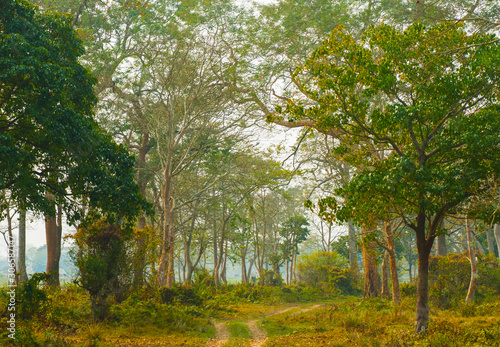 Road surrounded by trees in Kaziranga National Park, India