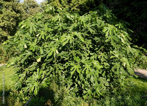 Photos Ficus carica bush with green leaves in a garden