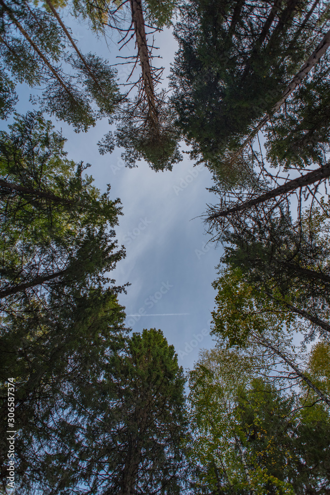 Fototapeta premium The trail of the plane in the sky among the trees