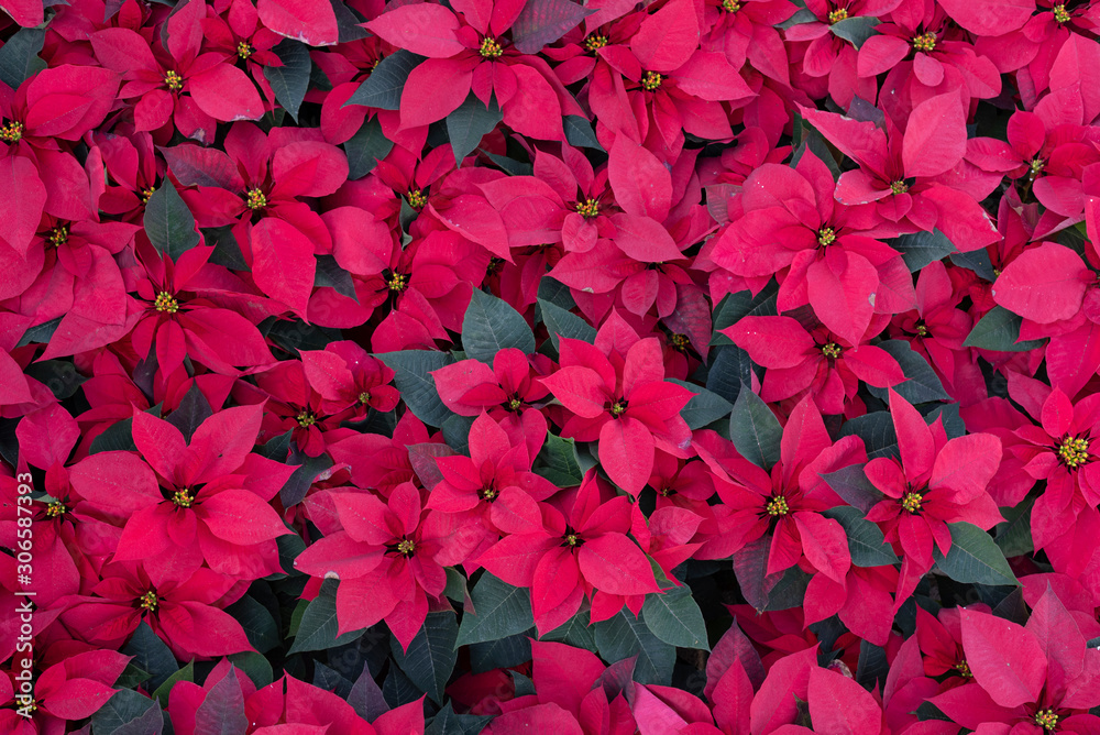 flower christmas poinsettia houseplant (Euphorbia pulcherrima) flower christmas poinsettia houseplant (Euphorbia pulcherrima)