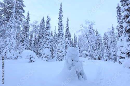 Forêt - Laponie - Finlande