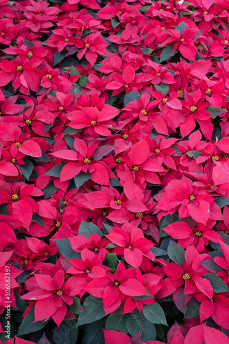 flower christmas poinsettia houseplant  Euphorbia pulcherrima  